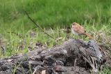 20130926_Rosse Waaierstaart_Petten_4